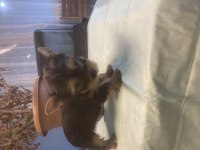Sahibinden yorkshire terrier
