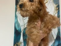 3 aylık toy poodle yavru
