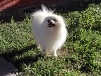 4 yaşında pomeranian