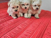 Kıvırcık Maltipoo Bebekler