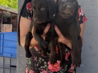 Çikolata labrador yavrularım