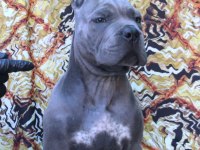 Fcı-Kıf Secereli Safkan Cane Corso