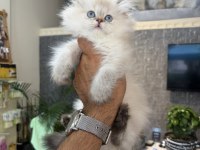 Secereli anne babadan Golden point renk british longhair