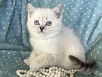 Irk Ve Sağlık Garantili Brıtısh Shorthair Yavrularım 