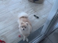 8 aylık pomeranian