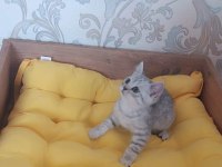 SİLVER TABBY YAVRULARIMIZ BRİTİSH SHORTHAİR