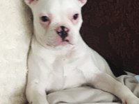 6 aylık tüm aşıları tam french bulldog