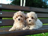 Orjinal anne babadan Kore lan maltipoo yavruları