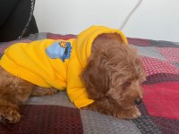 2.5 aylık sevimli maltipoo