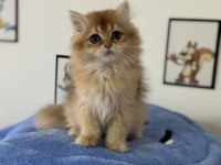 Show kalite golden longhair british yavrumuz