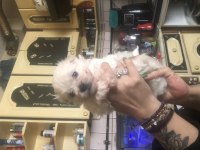 45 günlük maltipoo yavrular