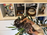 AKILLI FRENCH BULLDOG YAVRULAR