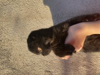 Harika siyah renkte scottish fold yavru