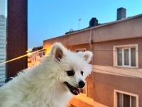 Dişi pomeranian sivri surat