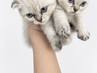 Minik Scottish Fold Bebekler İlanda