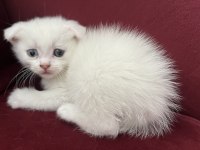 Safkan bebeklerim british shorthair