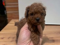 MİNİ BOY TOY POODLE YAVRULAR
