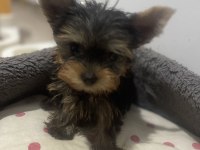 Irkının en iyilerinden yorkshire terrier