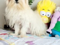 Kore Maltese