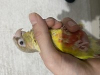 El omuza alışkın Konur papağanı