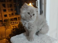British Longhair Erkek 2.5 Aylık