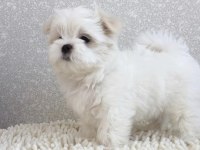 Eşsiz Güzellikte Safkan Maltese Yavrularımız
