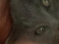 British shorthair 3 aylık kedimiz