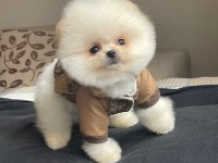 POMERANİAN BOO VE SPİTZ (AYI SURAT VE TİLKİ SURAT)