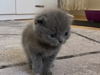 Son british shorthair yavrular yeni yuvalarını arıyoruz
