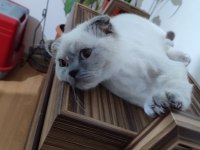 Safkan Scottish Fold Dostumuz Yeni Sahibini Arıyor