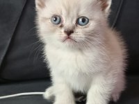 Oyuncu British Shorthair Yavruları