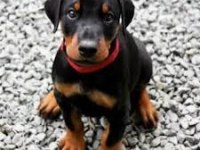 SİLAH DEĞİL DOBERMAN BULUNDUR