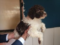 NADIR IRK LAGOTTO ROMAGNOLO TOY POODLE
