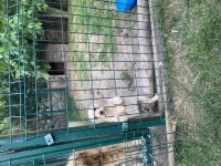 Küt burun bebekler golden retriever