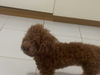 Poodle köpeği