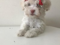Maltese terrier bebekler
