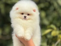 Teddy Bear Pomeranian Boo Şehirdışı Gönderilir