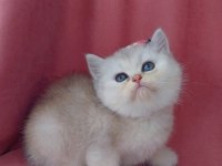 Teslime hazır dişi british shorthair yavrumuz