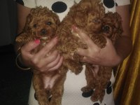 Küçük boy toy poodle değerlendirmeden geçmeyin