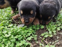 KIF onaylı A SCRli rottweiler yavrular
