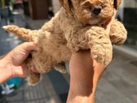 Toy Poodle Çocuklarım
