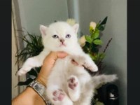 SAFKAN MAVİ GÖZ BRİTİSH YAVRULARIMIZ