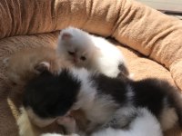 Sevimli Exotic Shorthair yavru