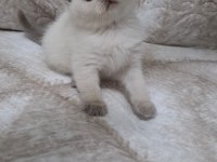 British Shorthair Yavrumuz