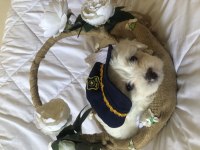 Bayram Gibi Şeker Sahibinden Aşılı Maltese Terrier