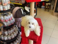Maltese Terrier 3 Aylık