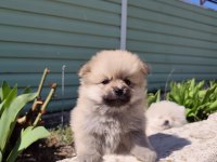 Kaliteli pomeranian yavrular acil