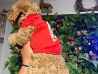 2 aylık toy poodle yavrumuz
