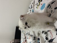 Tatlı scottish fold kedimiz