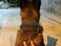 Malinois Belçika Kurdu